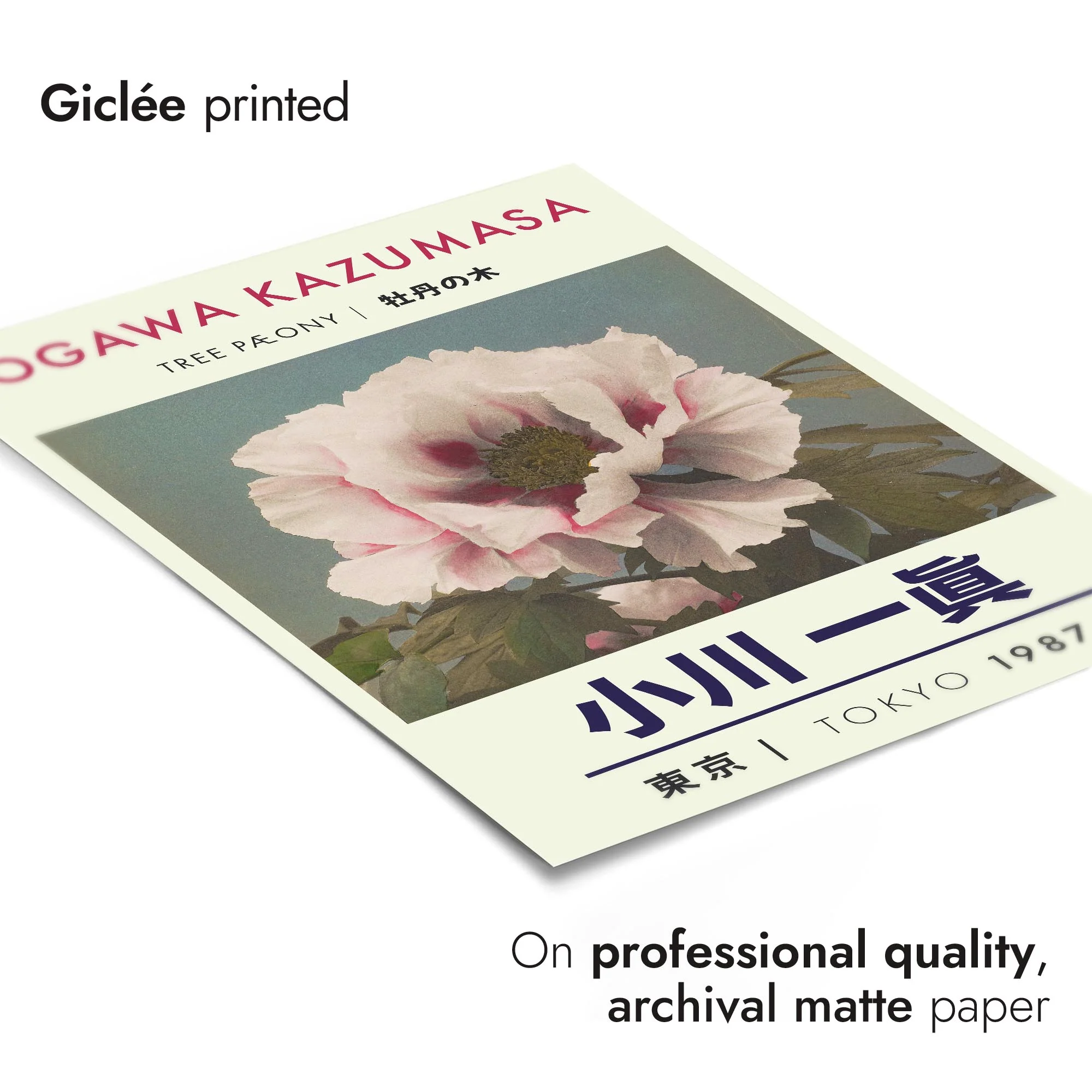 Tree Peony - Image 6