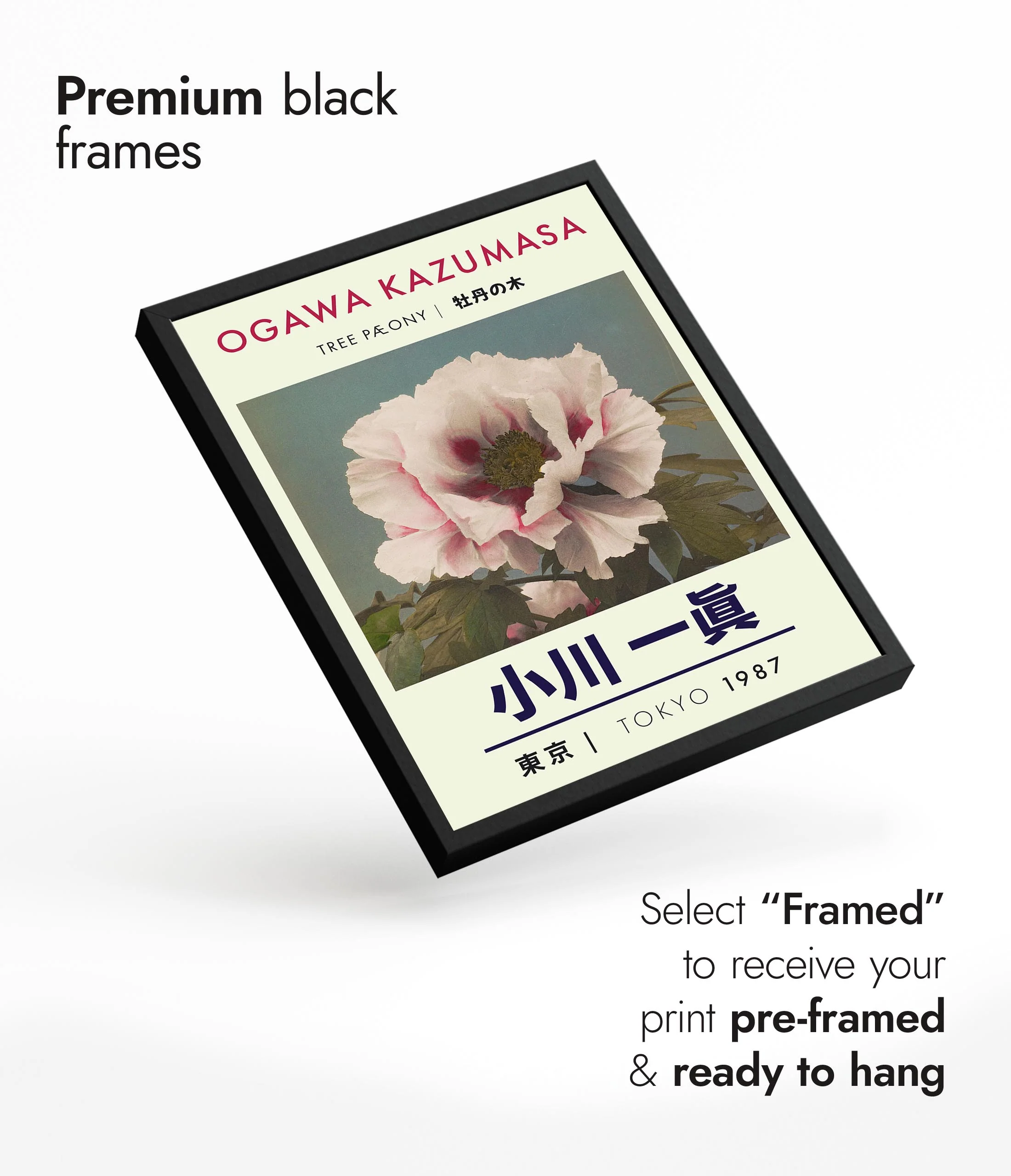 Tree Peony - Image 7