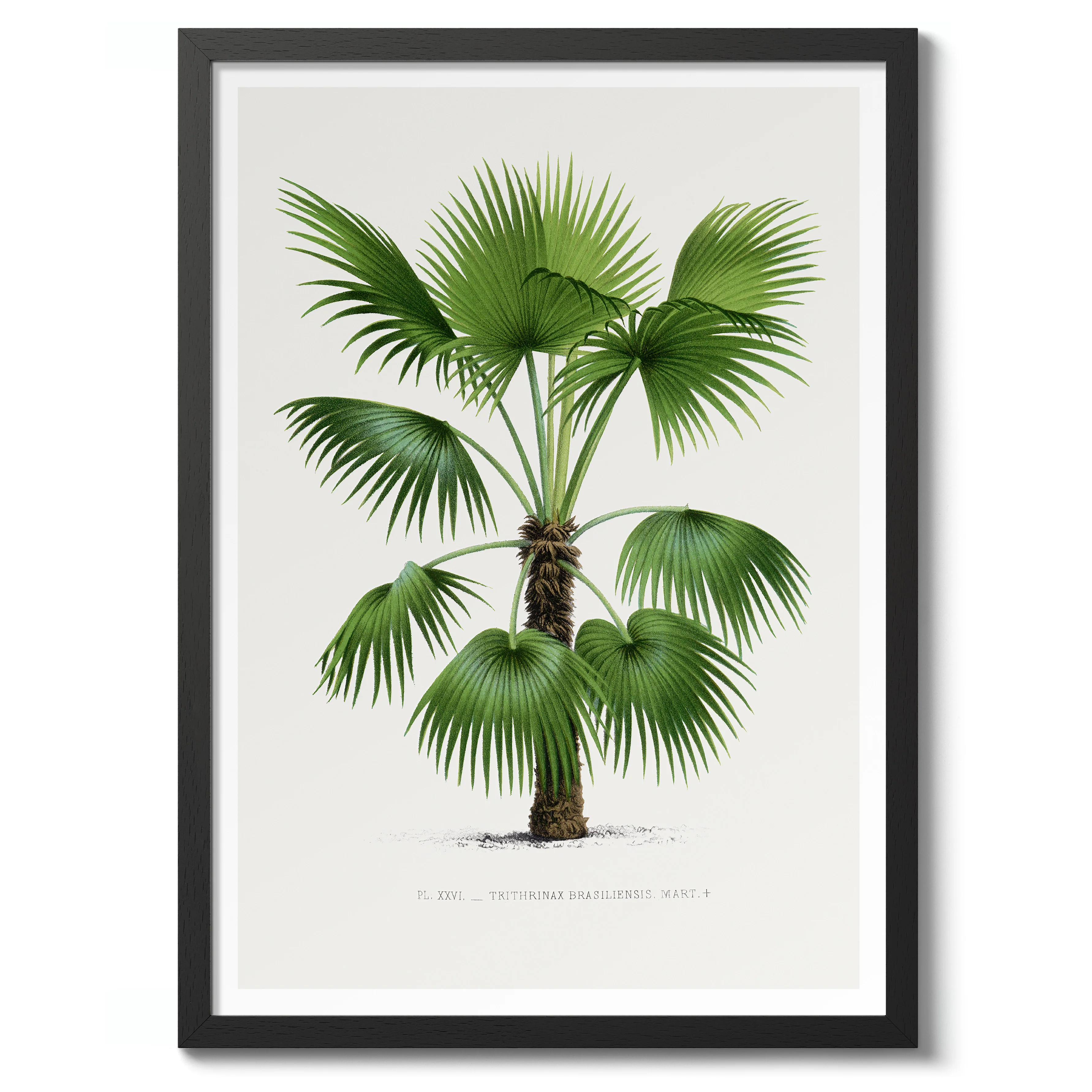 Trithrinax Brasiliensis - Image 2