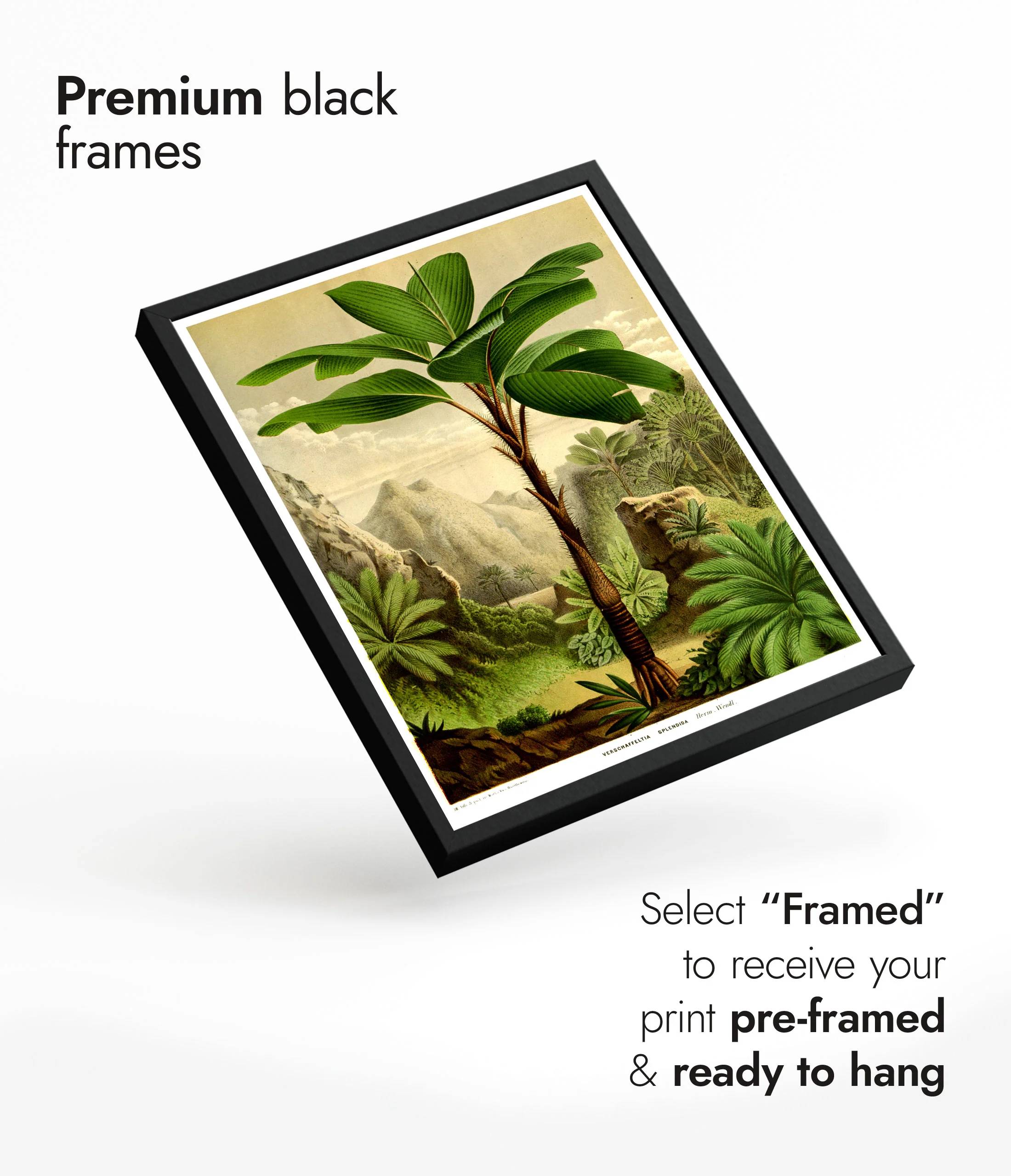 Tropical Tree - Image 7