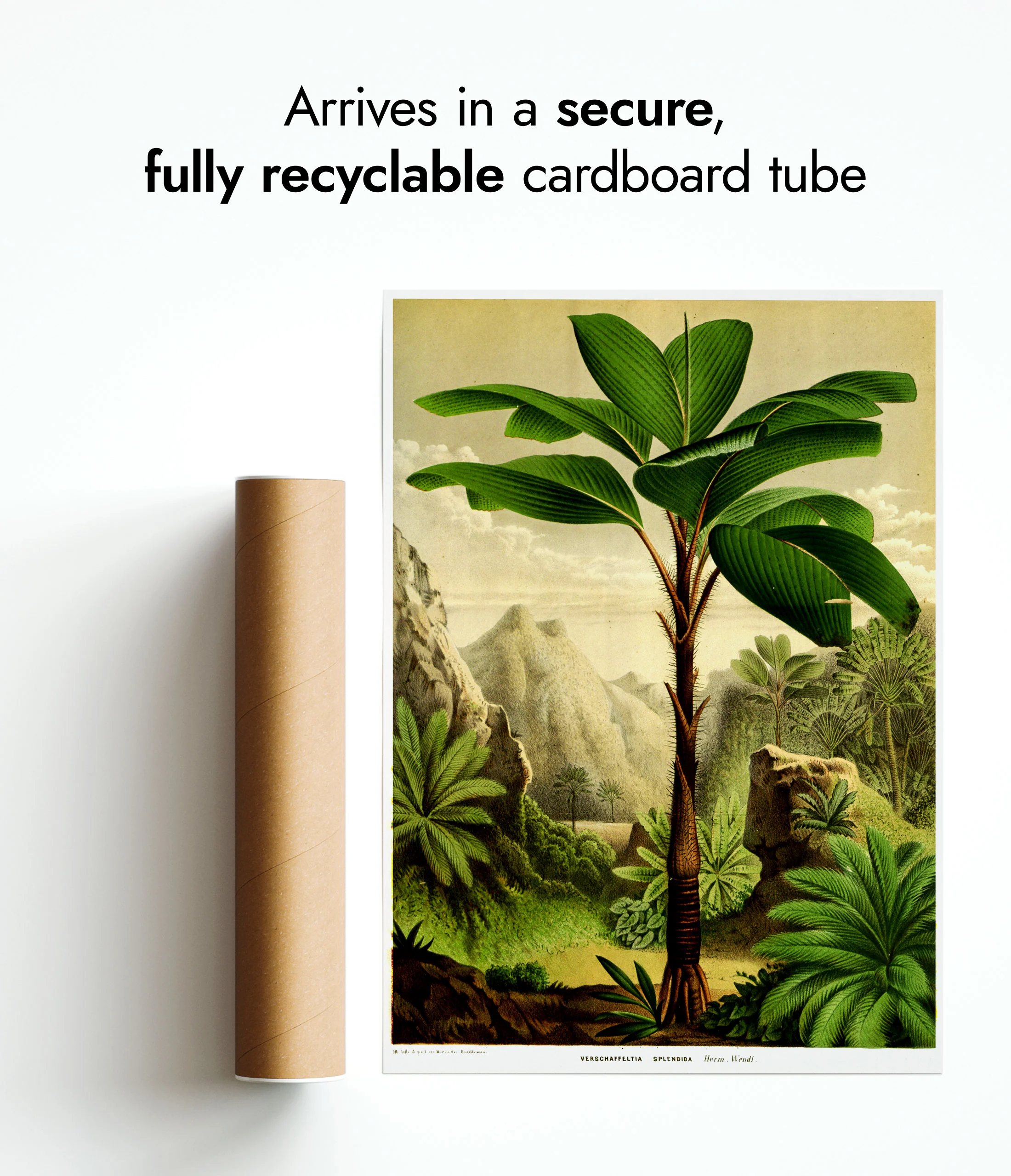 Tropical Tree - Image 9