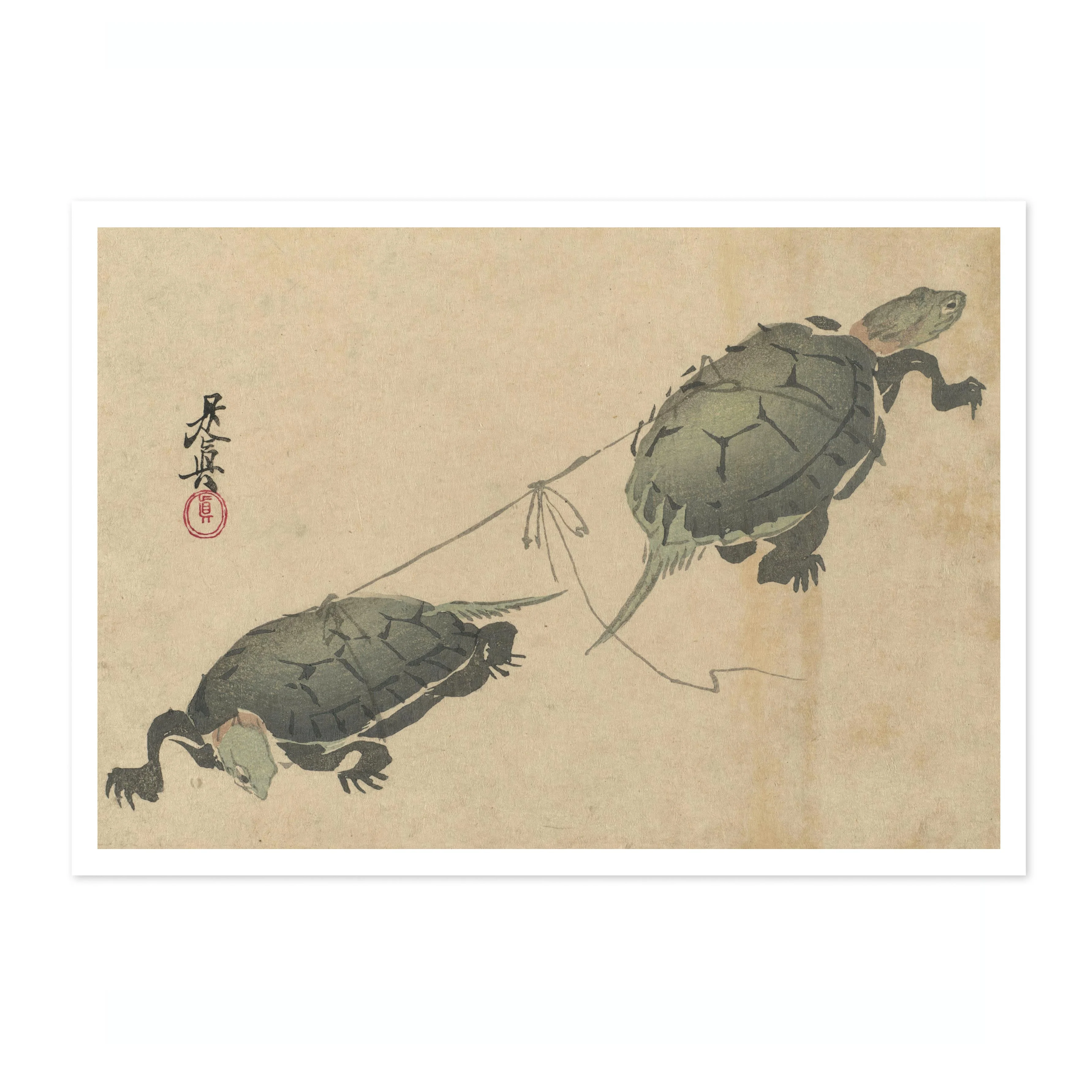 Tug-of-War Turtles - Image 4