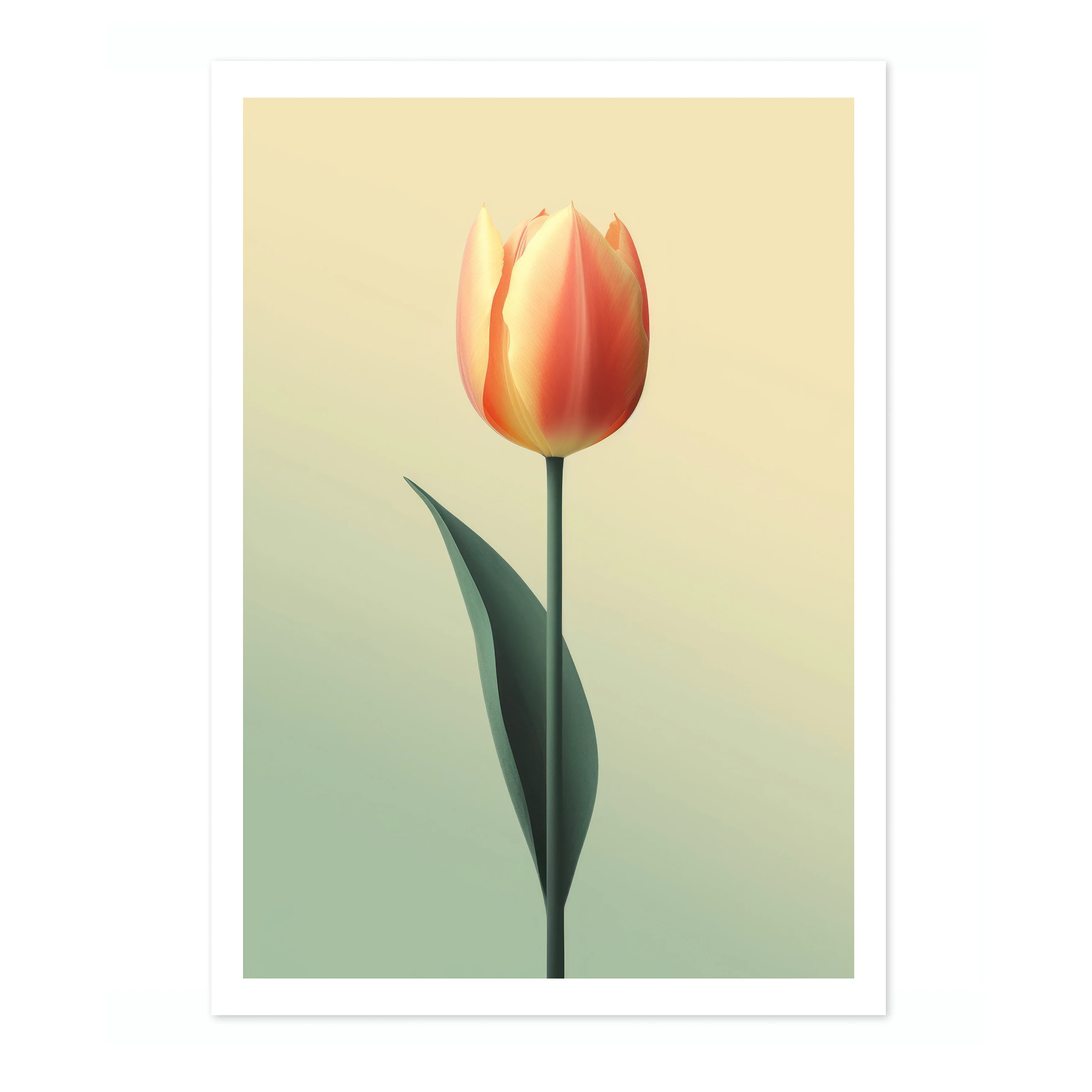 Tulip - Image 4