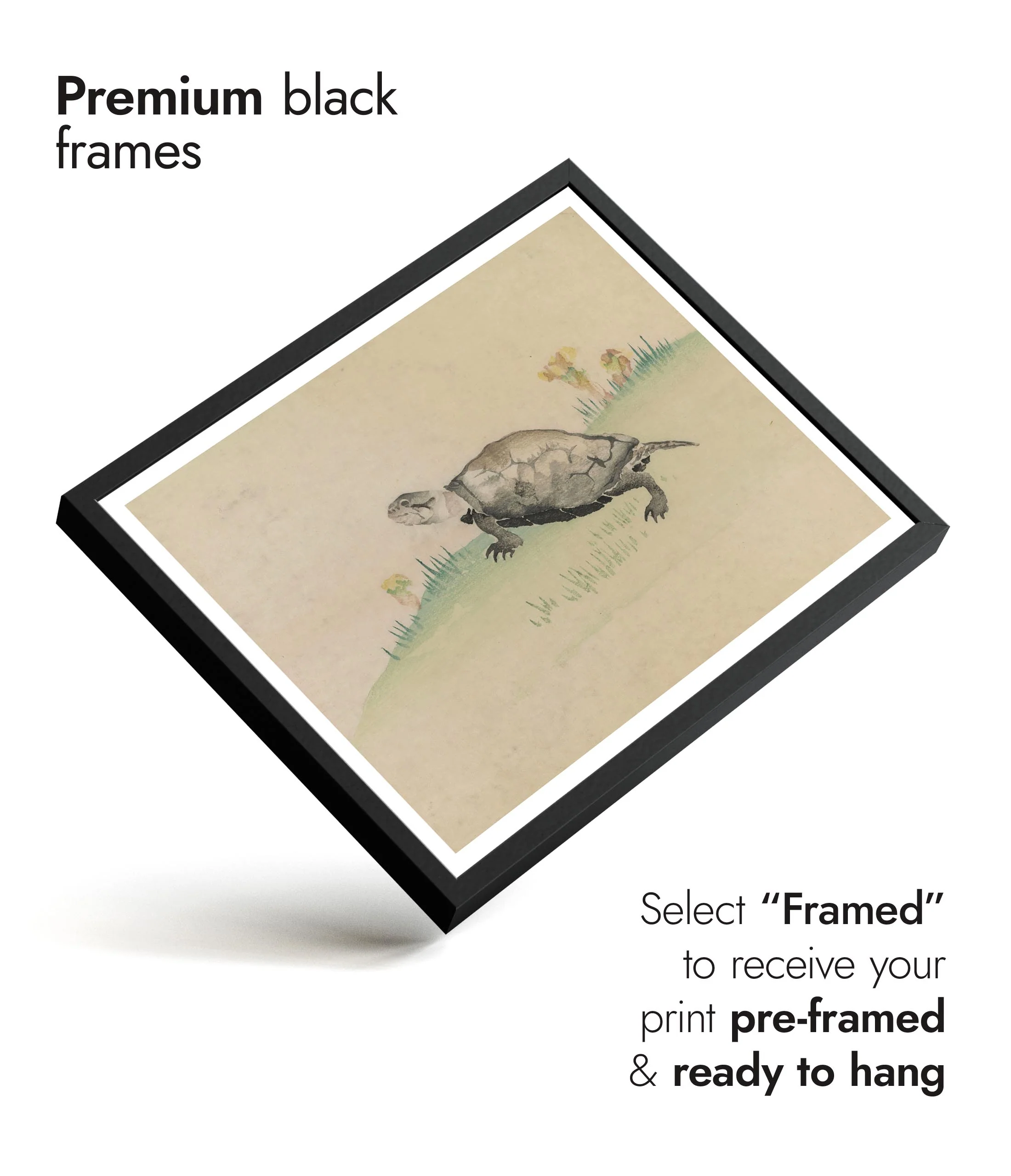 Turtle - Image 7