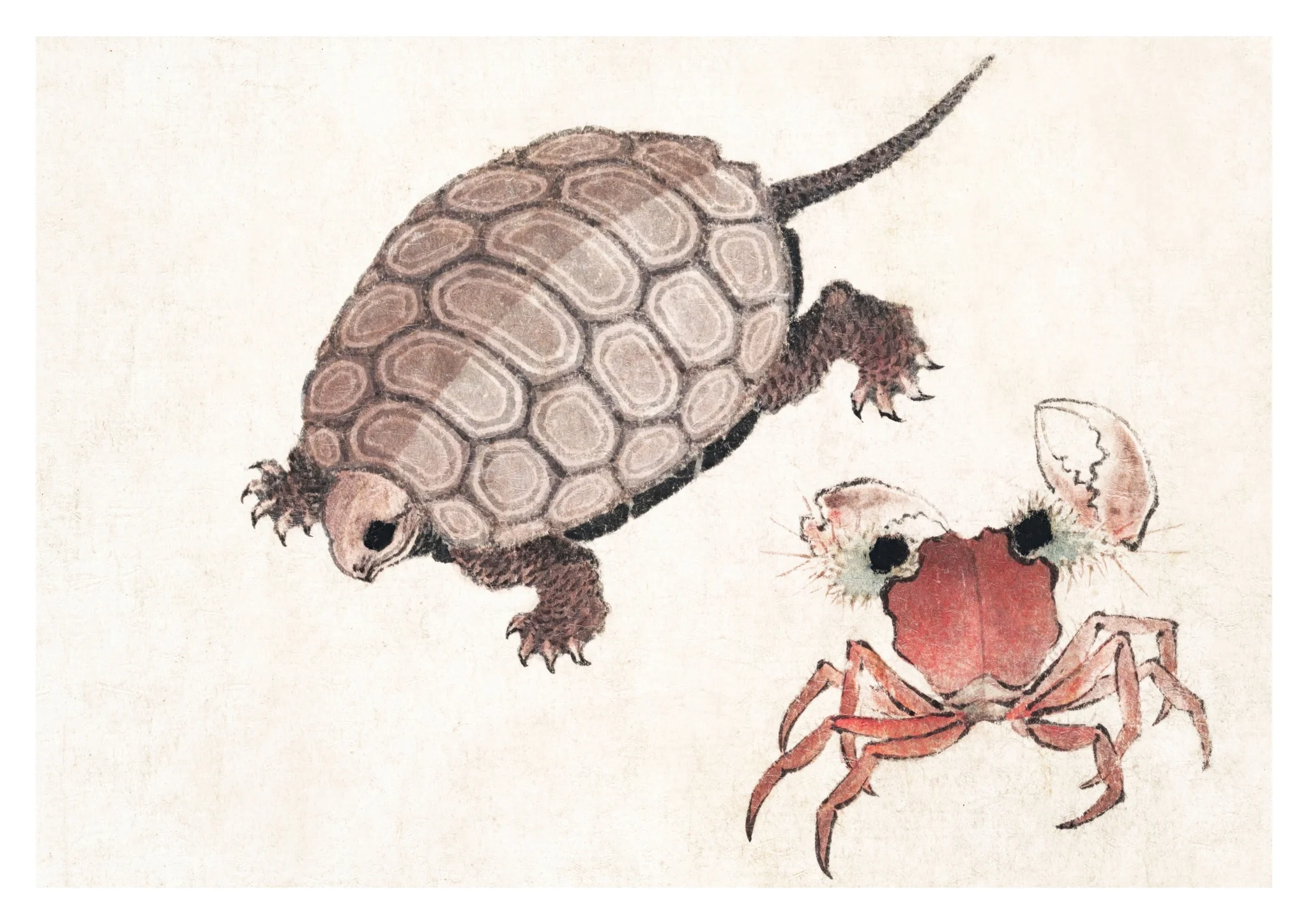 Turtle & Crab