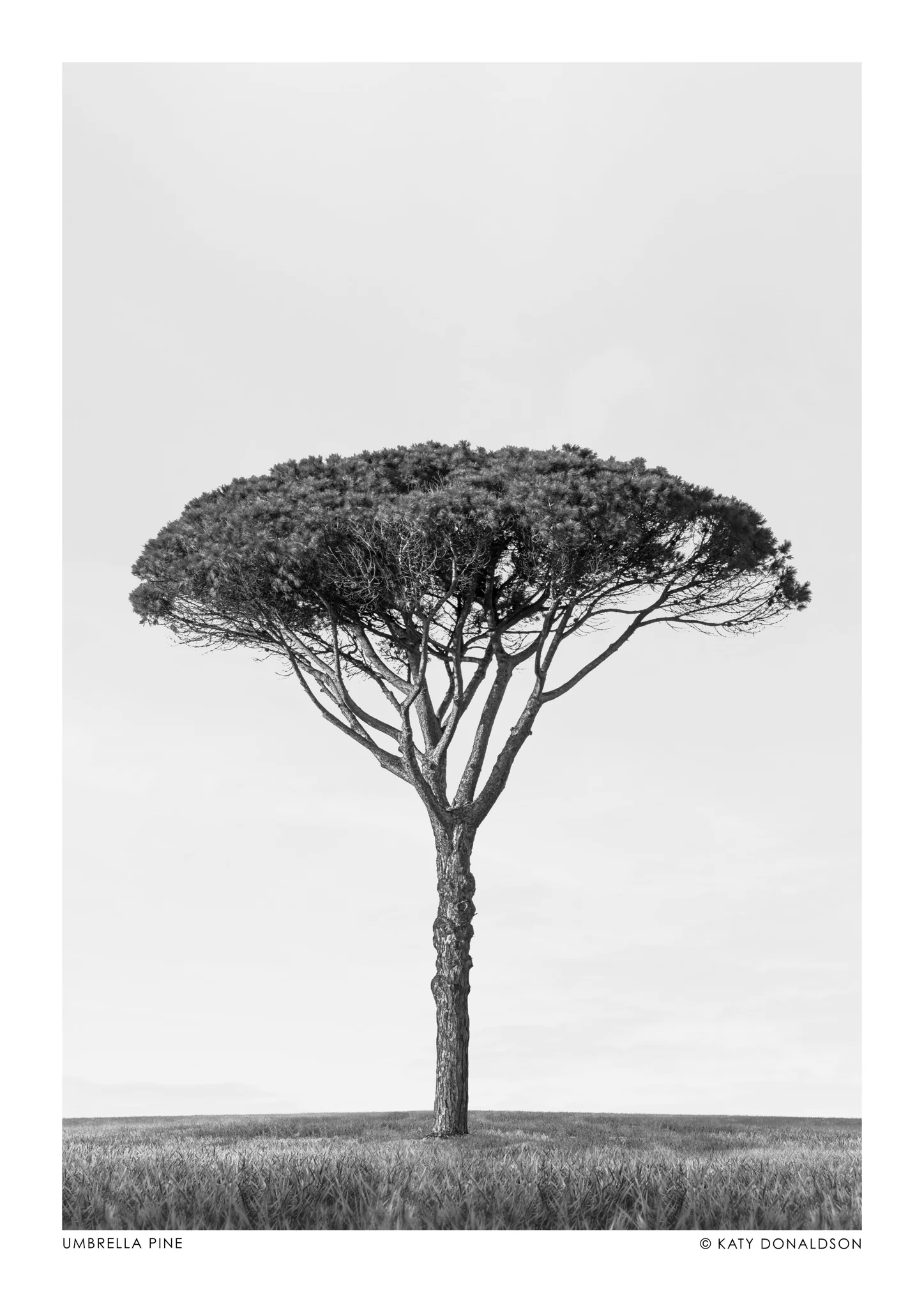 Umbrella Pine