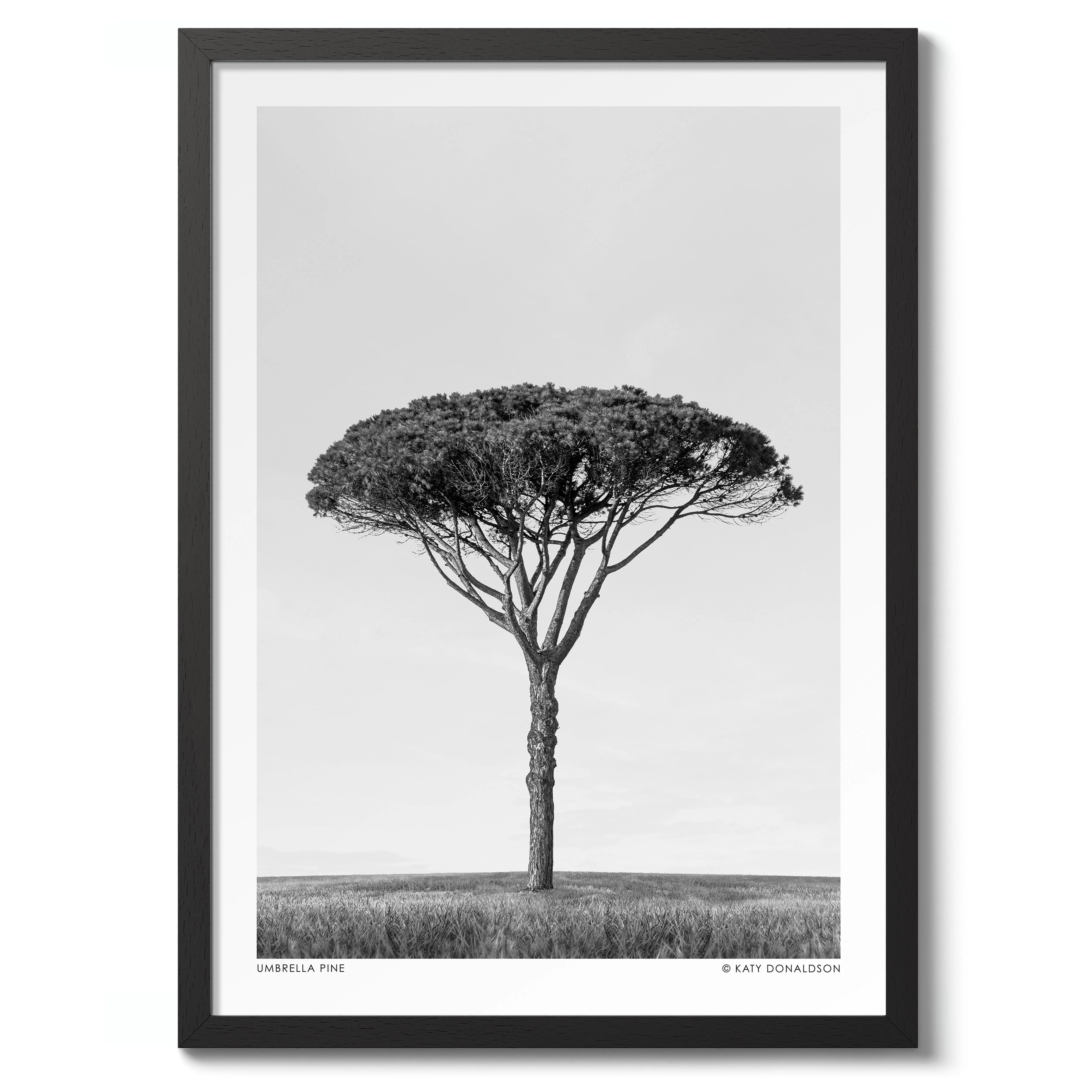 Umbrella Pine - Image 2