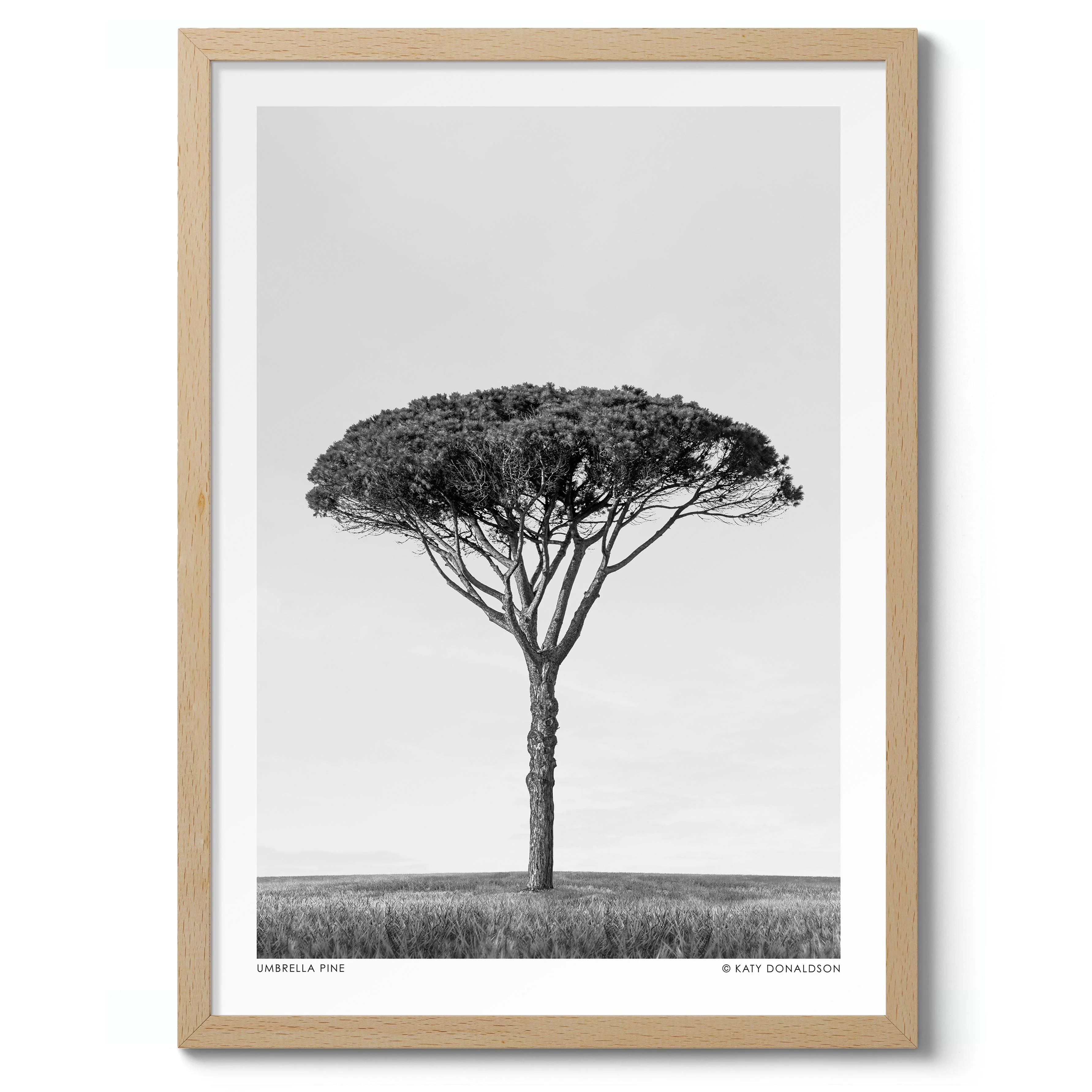 Umbrella Pine - Image 3