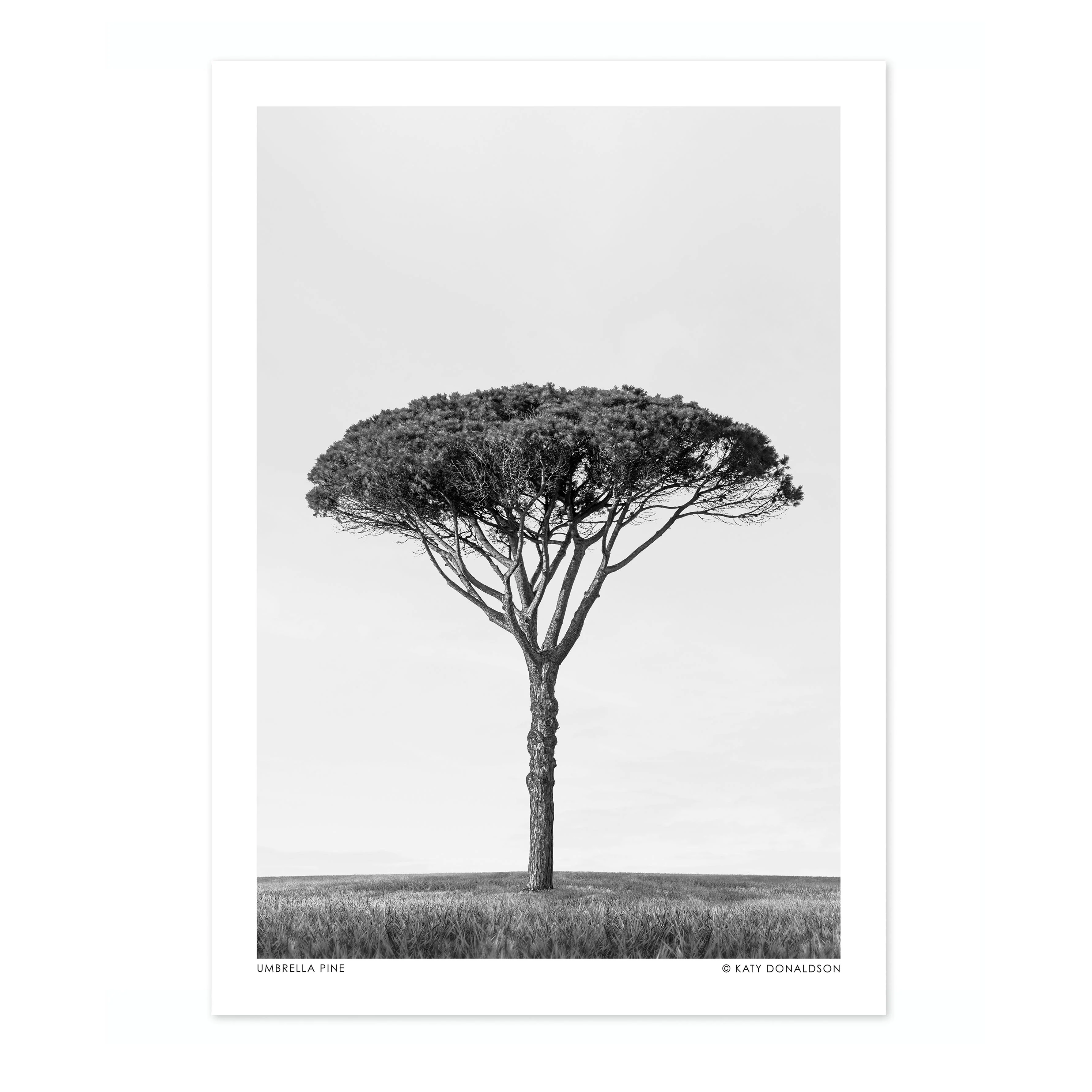 Umbrella Pine - Image 4