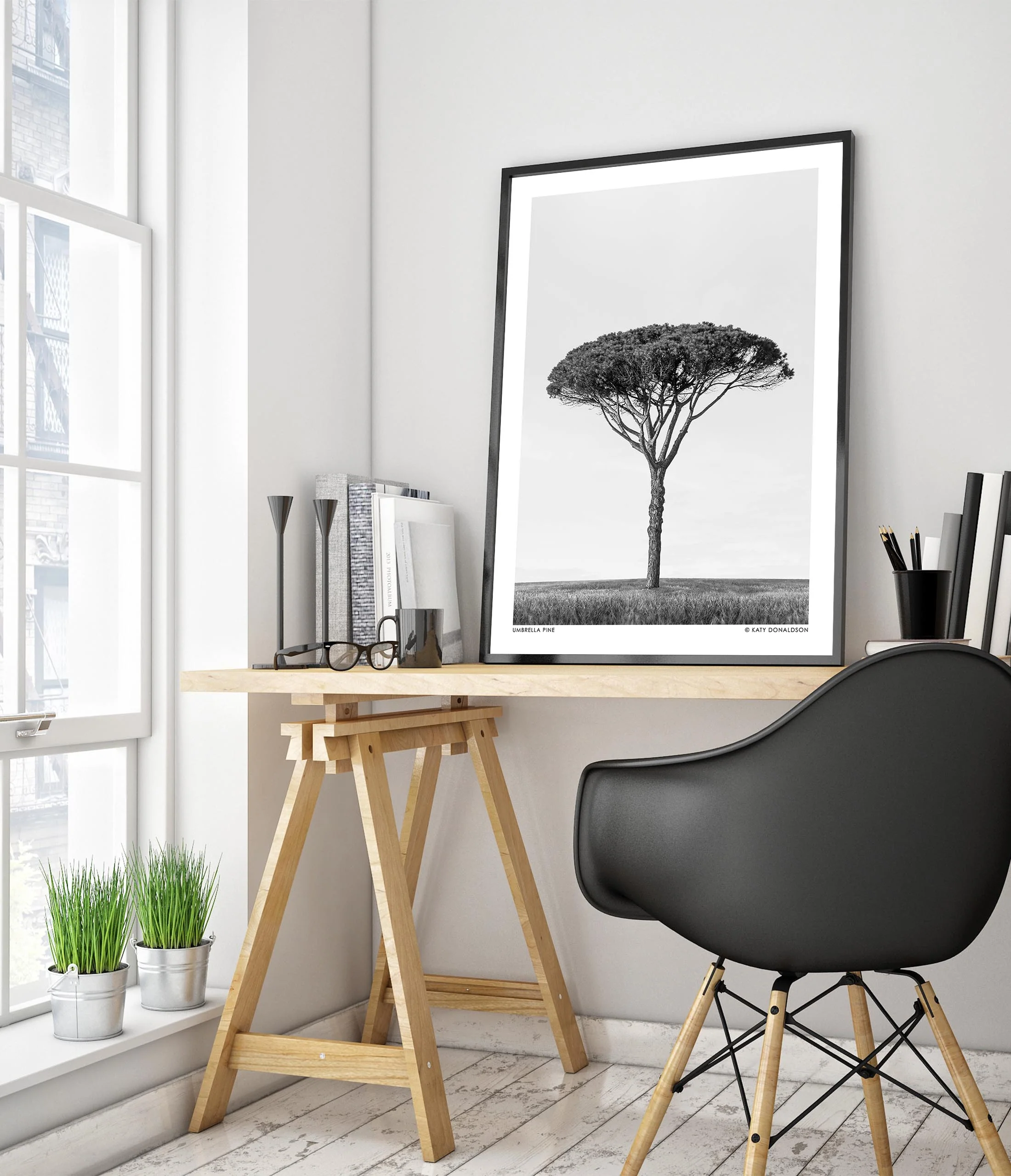 Umbrella Pine - Image 5