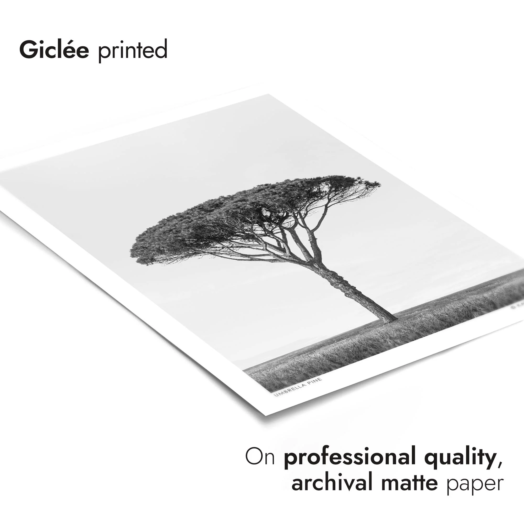 Umbrella Pine - Image 6