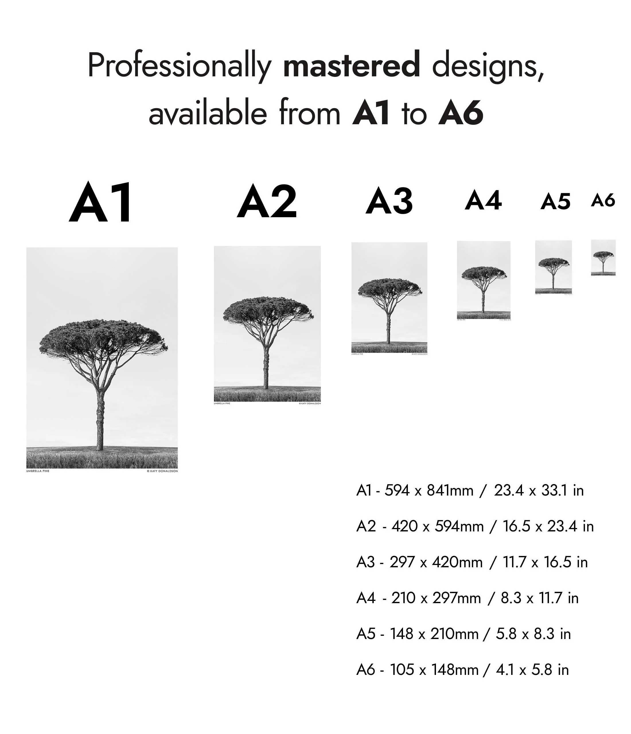 Umbrella Pine - Image 8