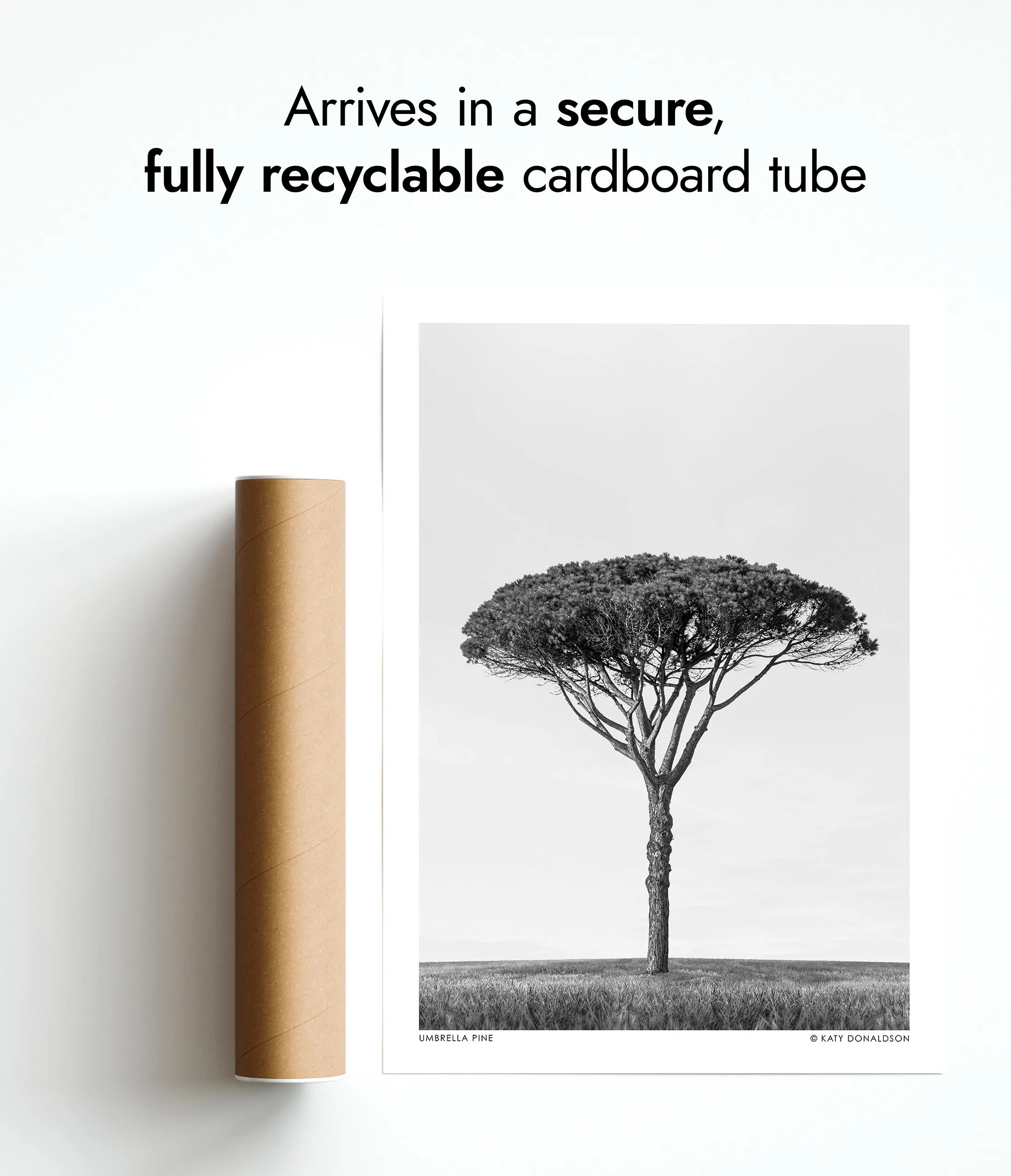 Umbrella Pine - Image 9