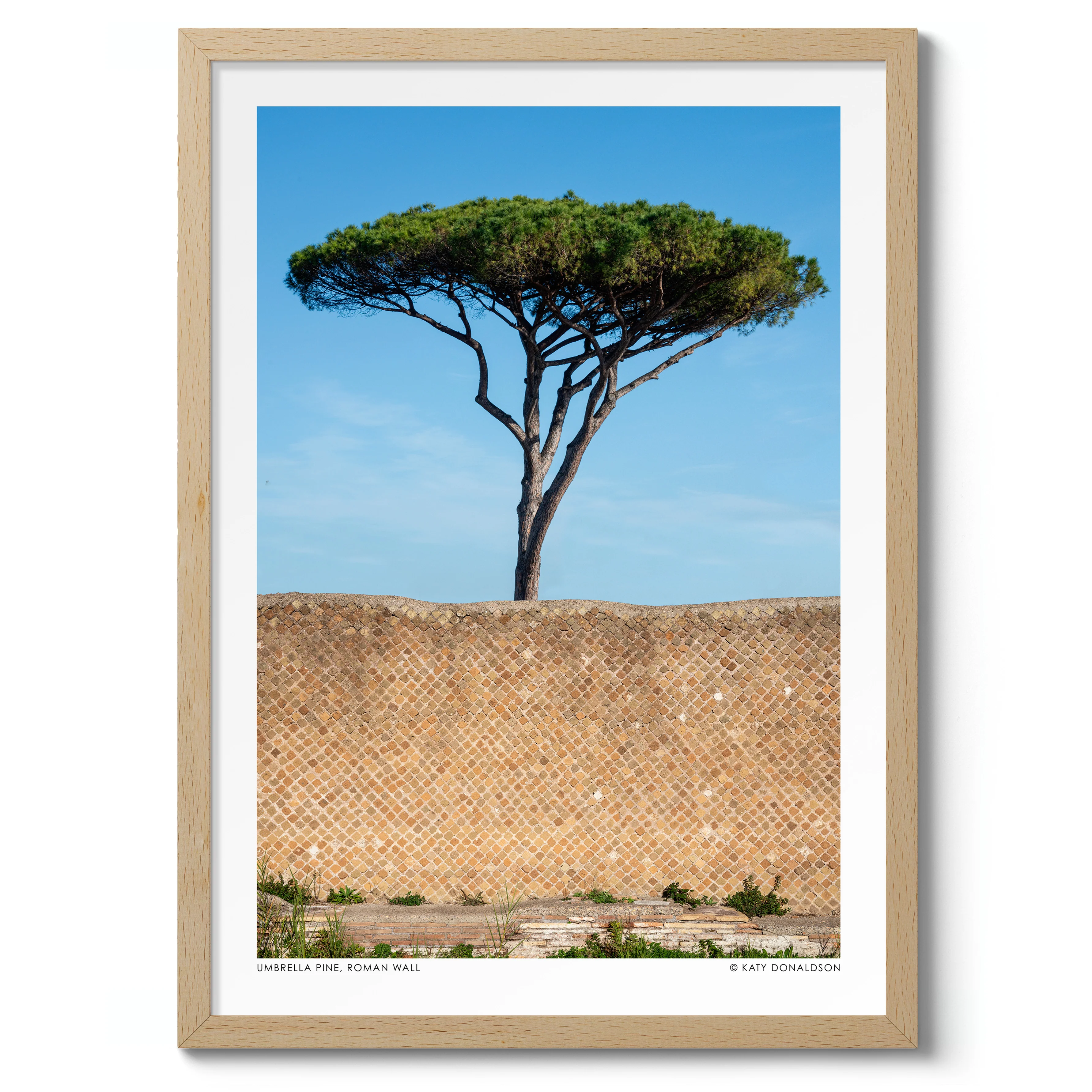 Umbrella Pine, Roman Wall - Image 3