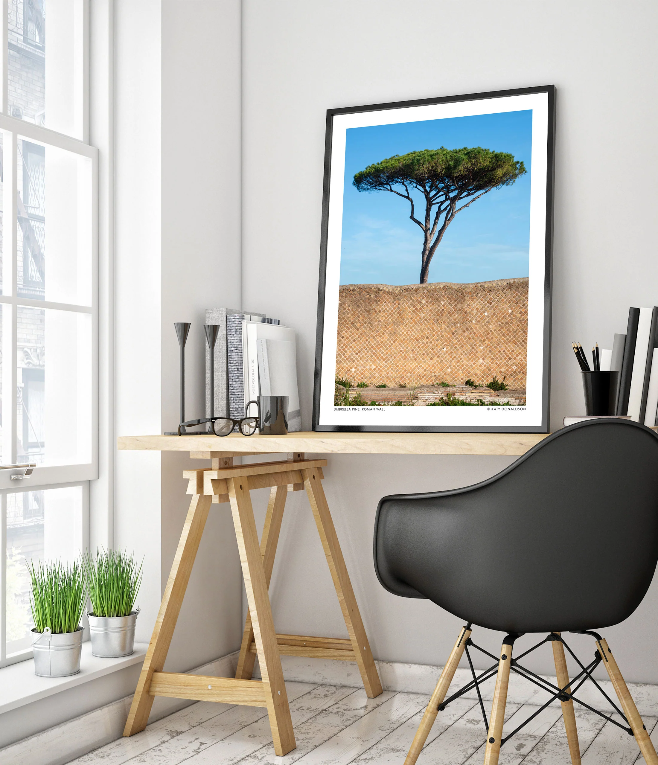 Umbrella Pine, Roman Wall - Image 5