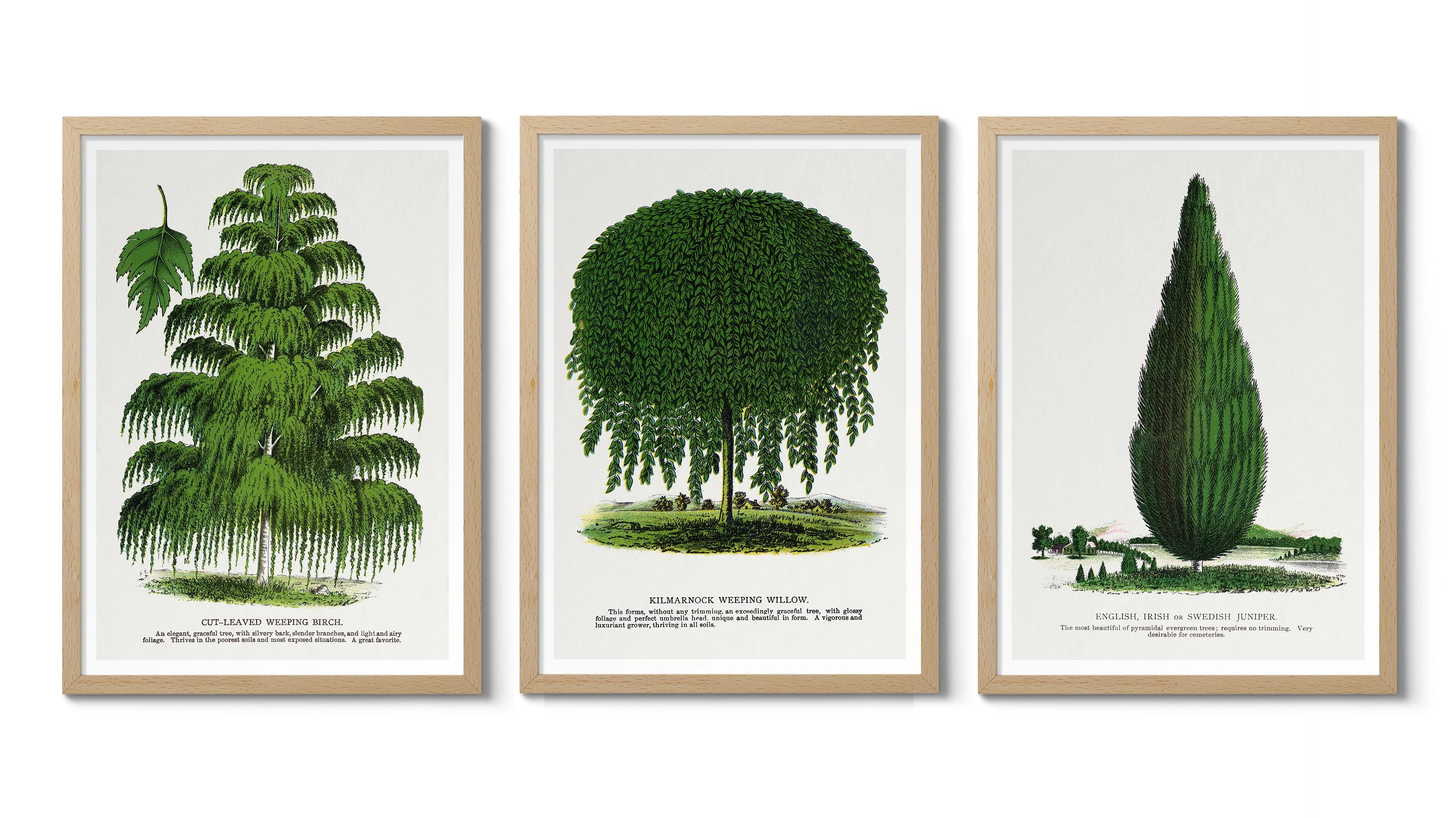 Vintage Trees - Image 2