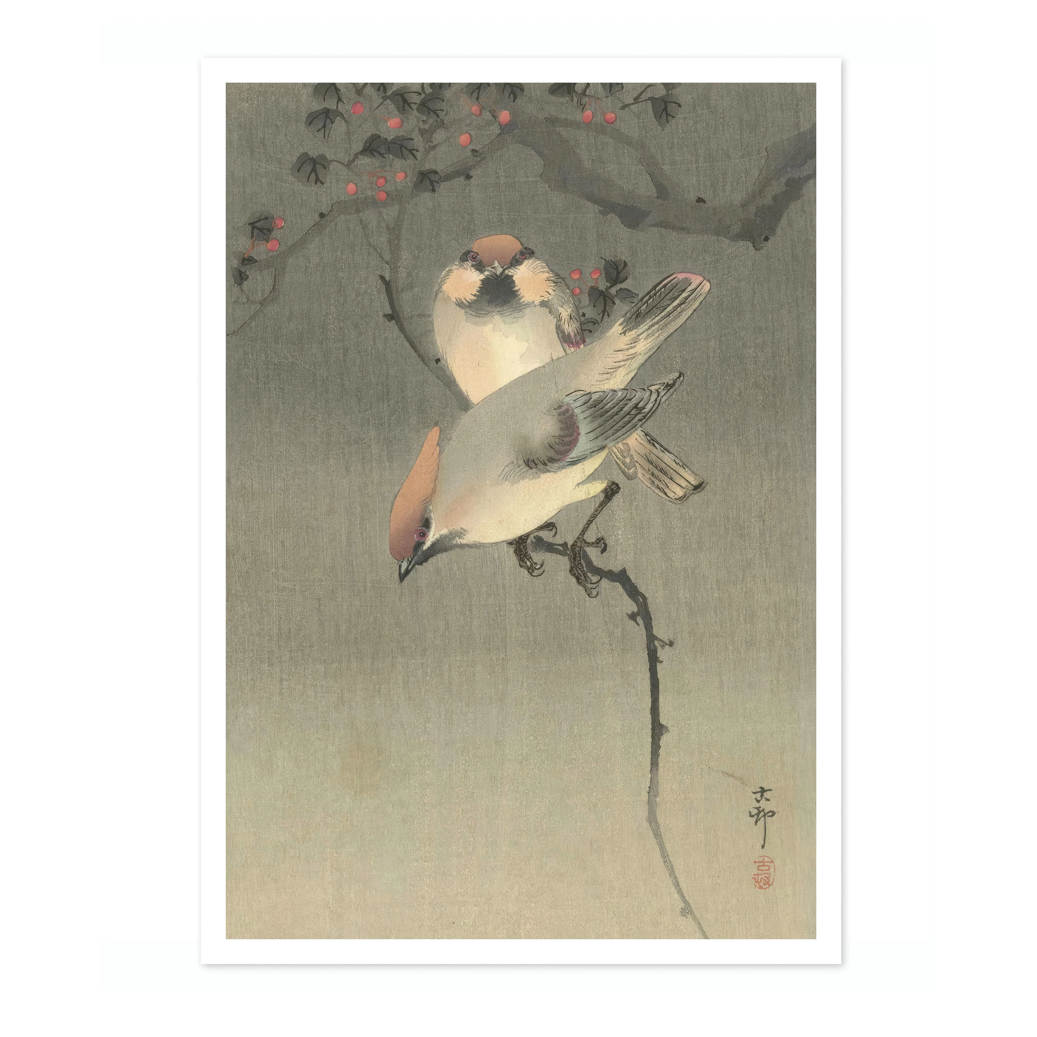 Waxwings - Image 4