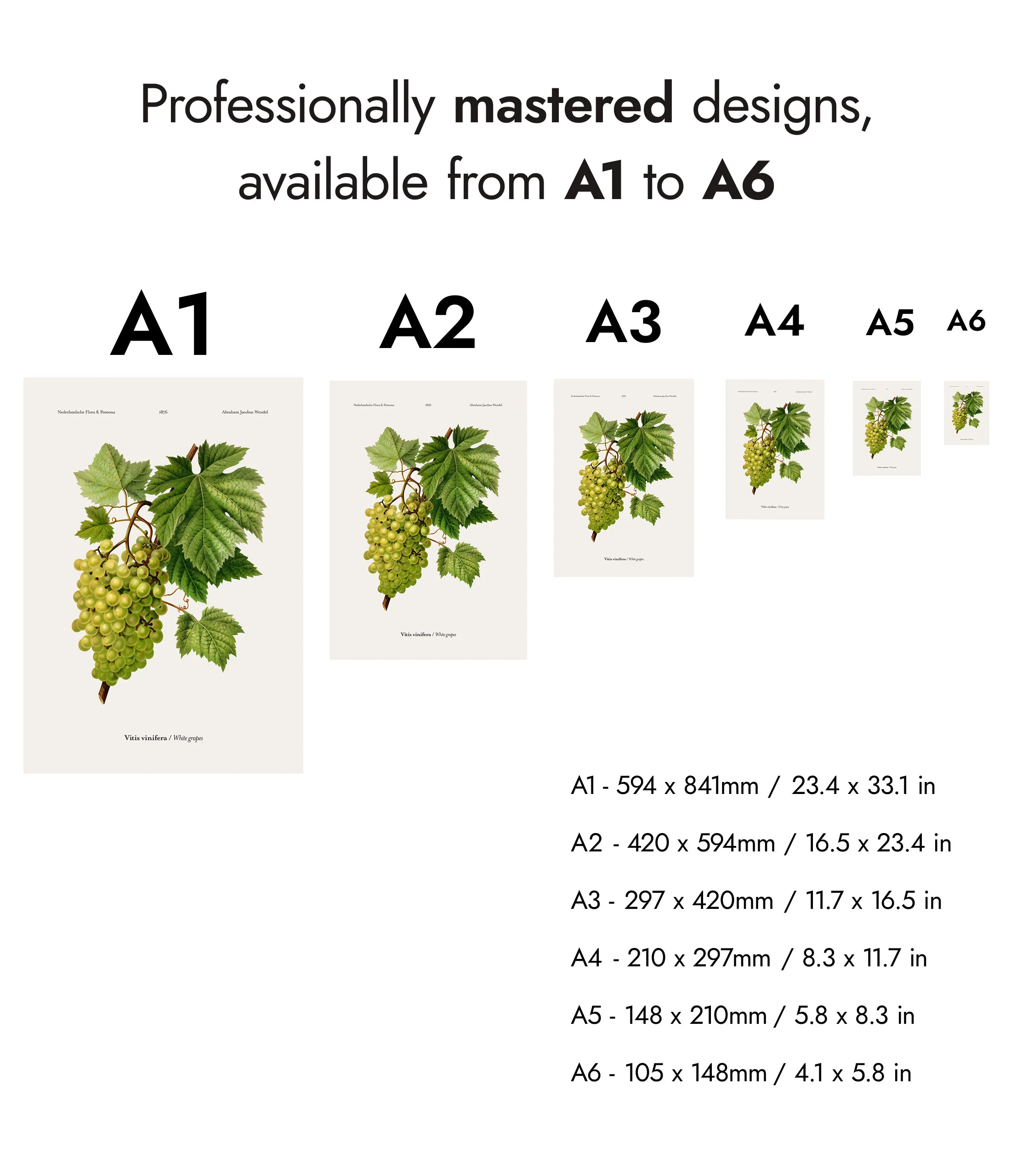 White Grapes - Image 8