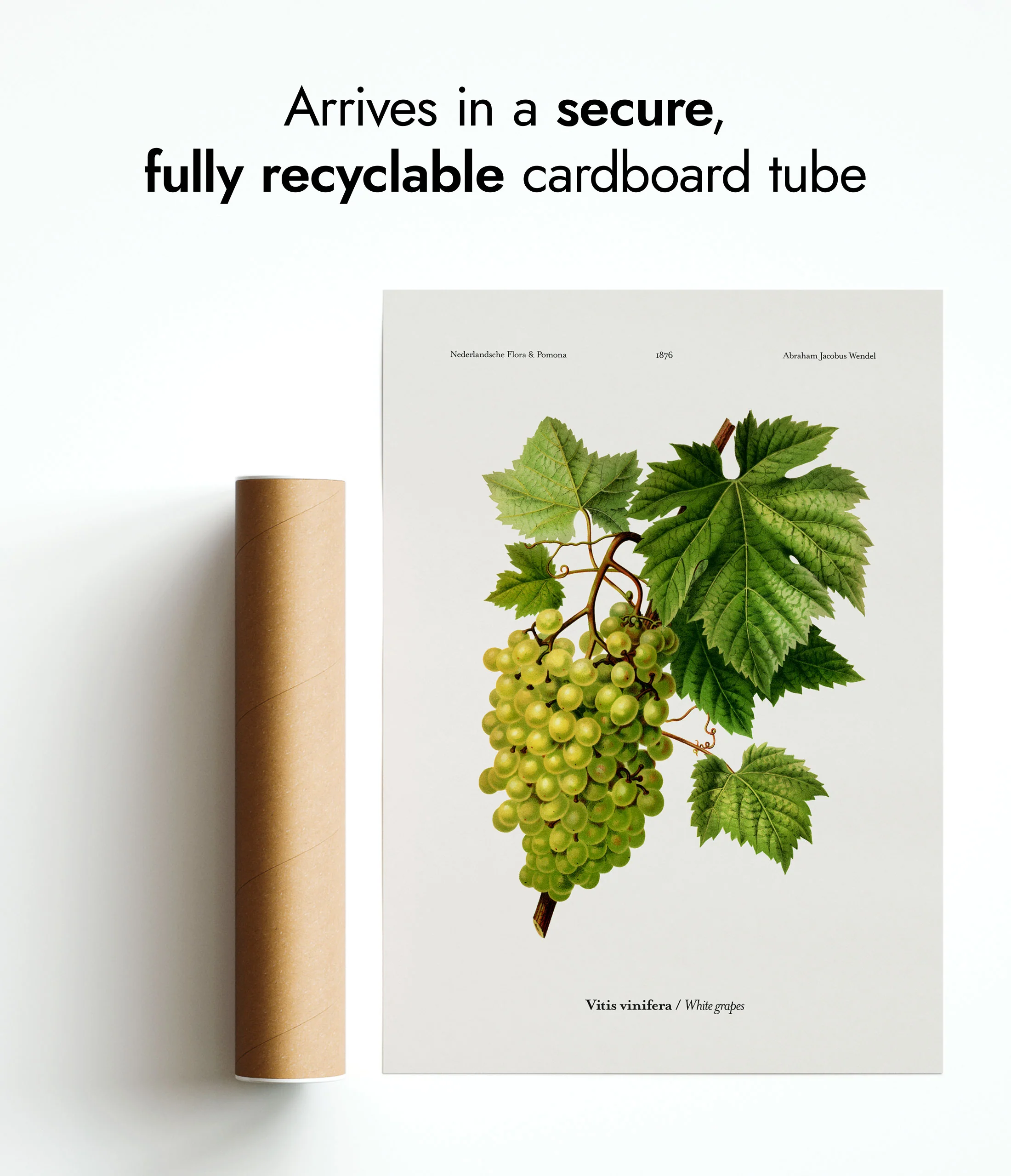 White Grapes - Image 9