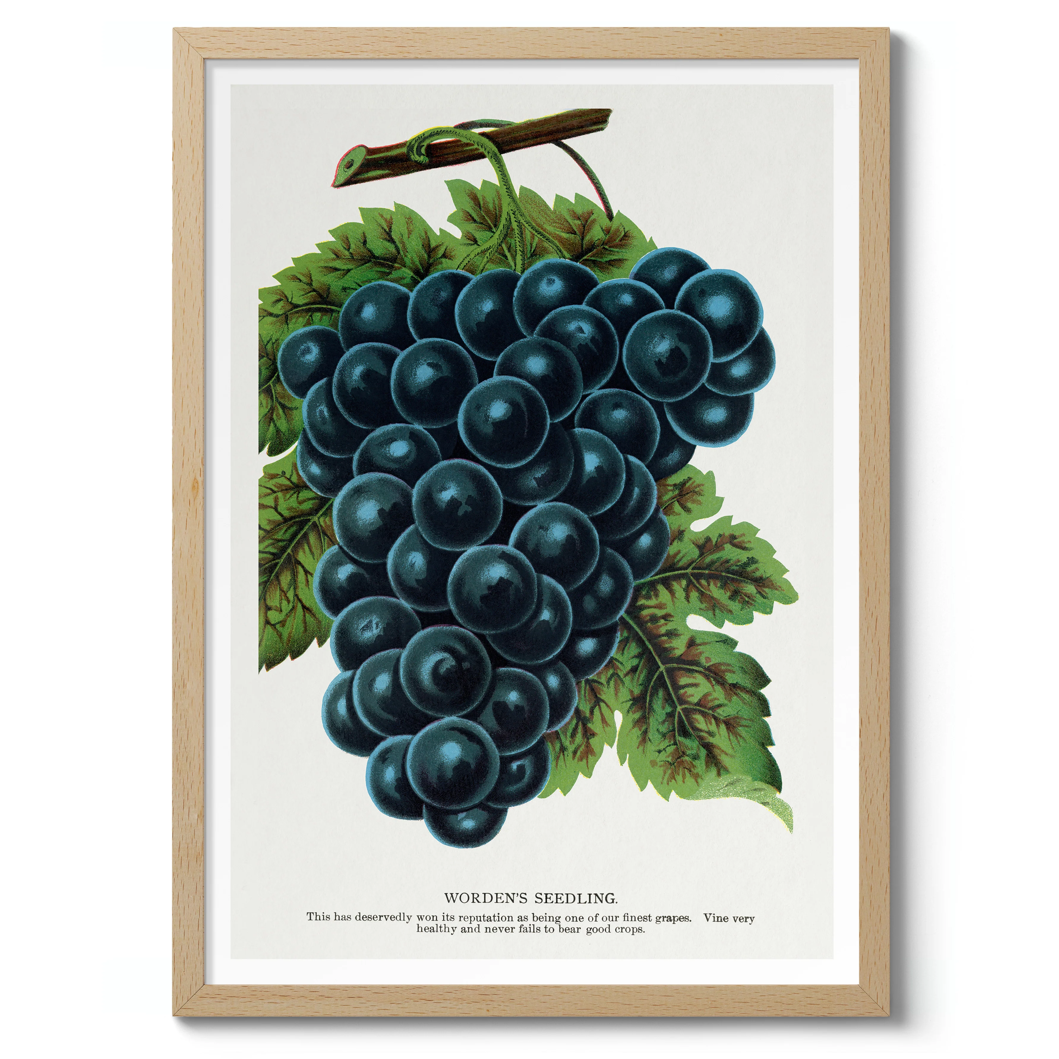 Worden's Seedling Grape - Image 3
