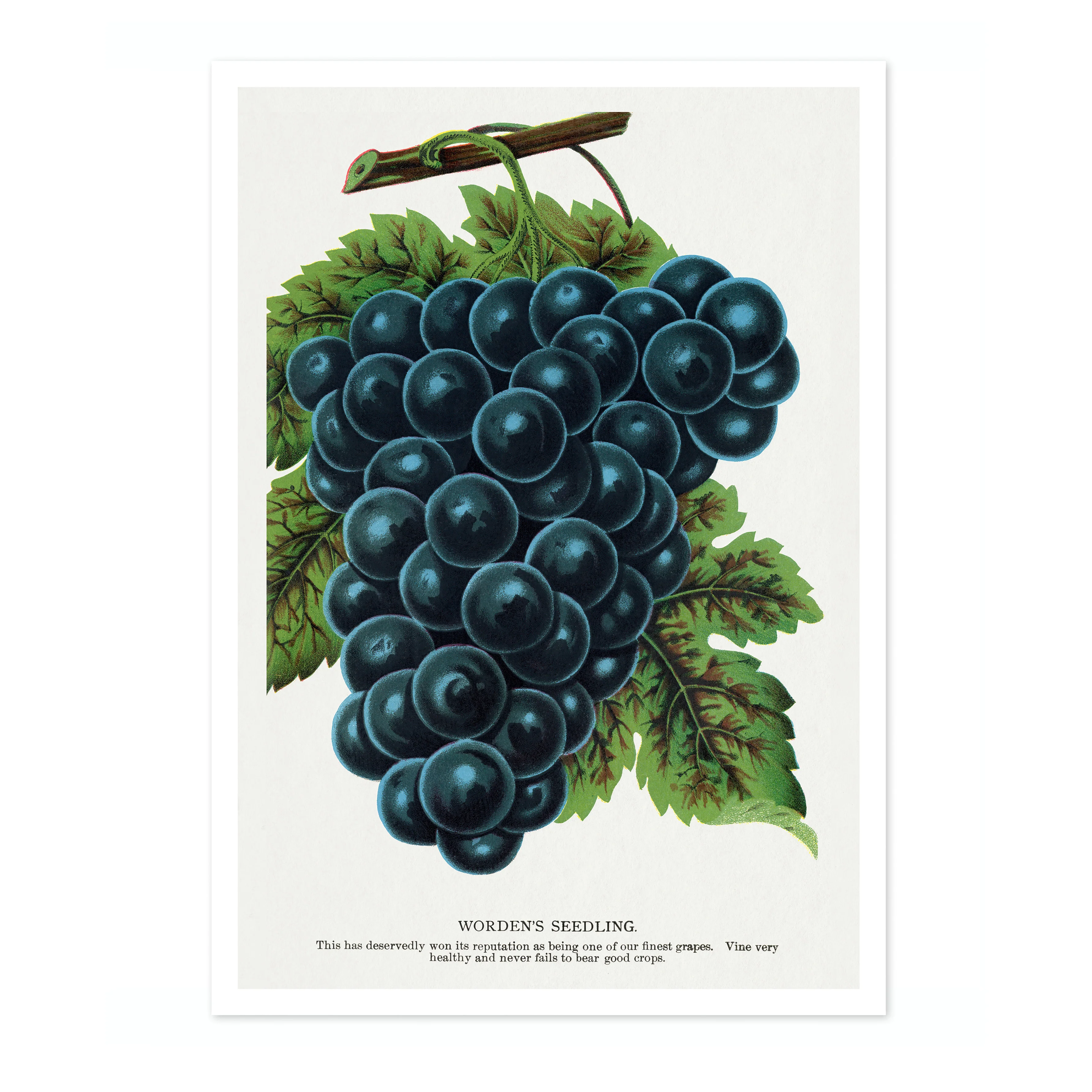 Worden's Seedling Grape - Image 4