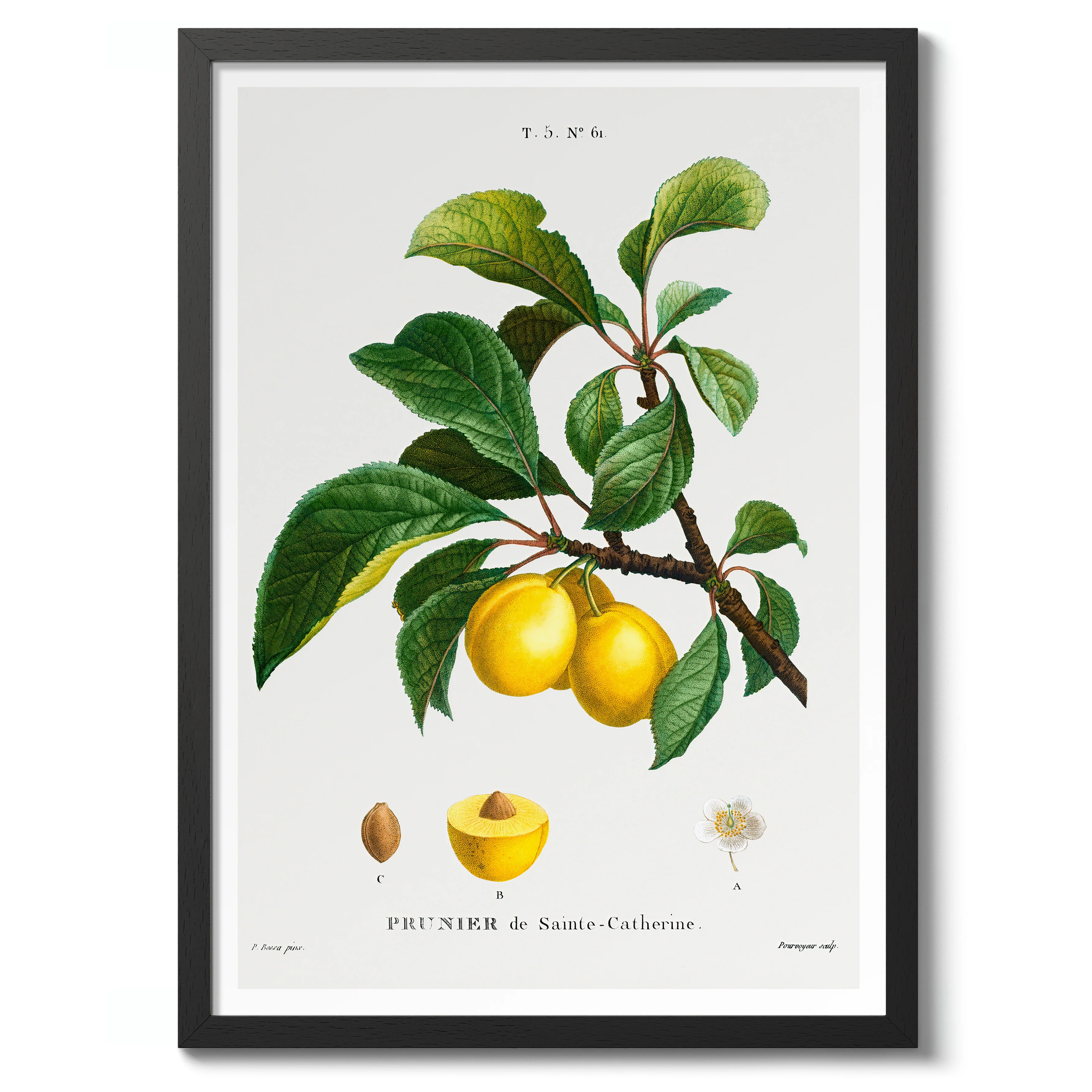Yellow Plum - Image 2