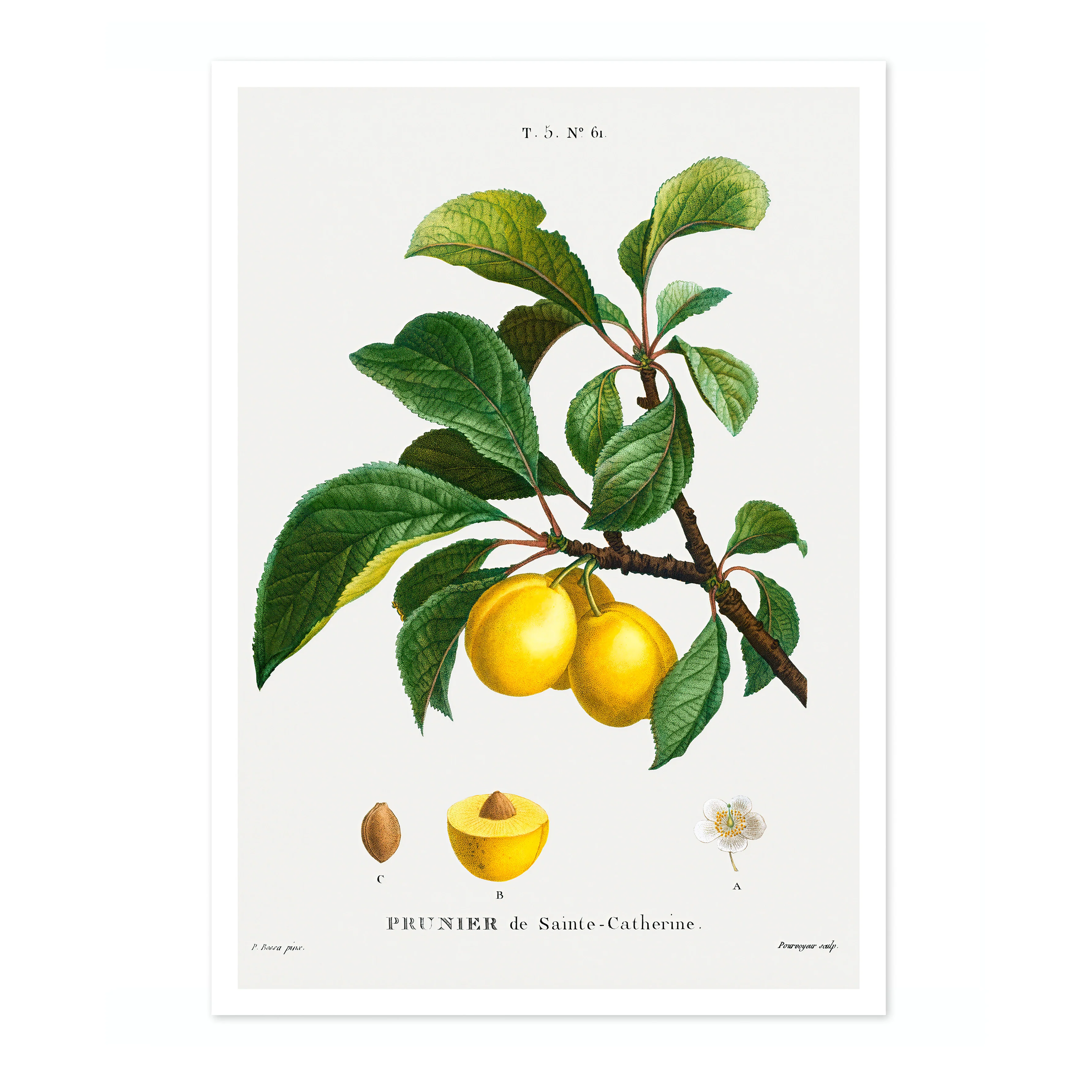Yellow Plum - Image 4