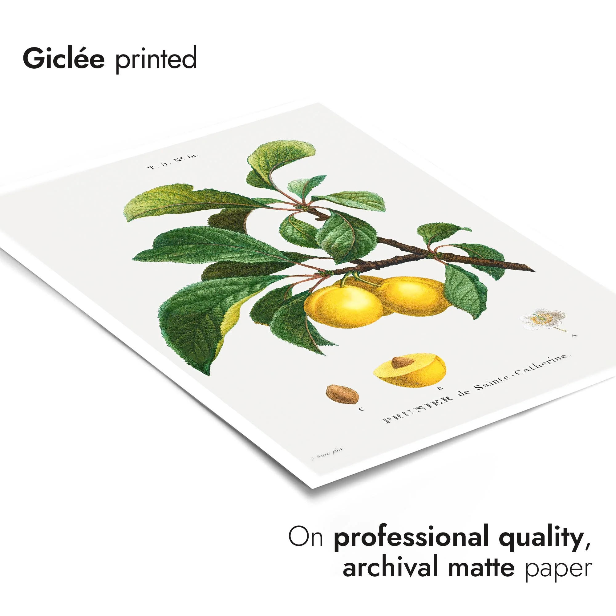 Yellow Plum - Image 6