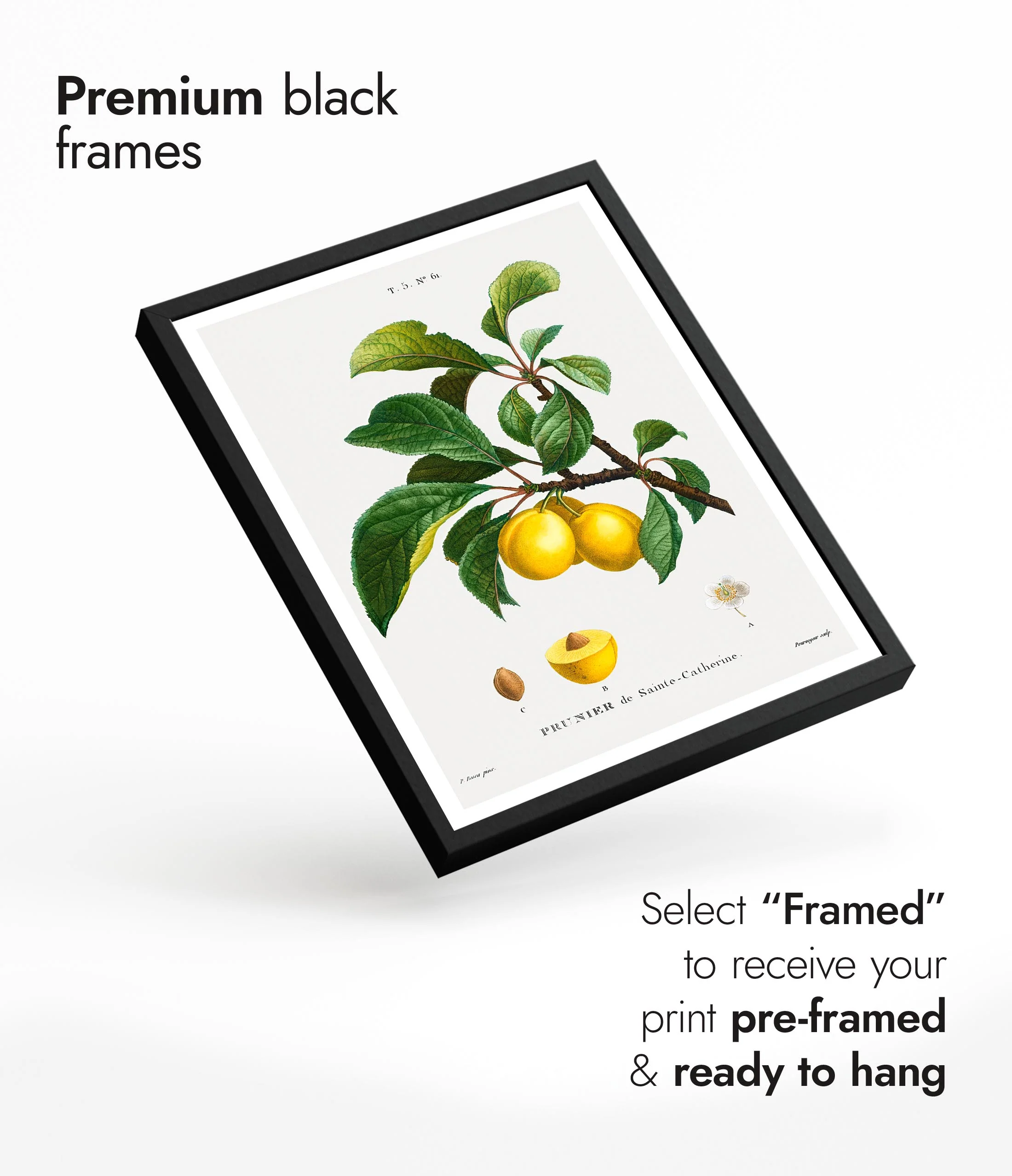 Yellow Plum - Image 7
