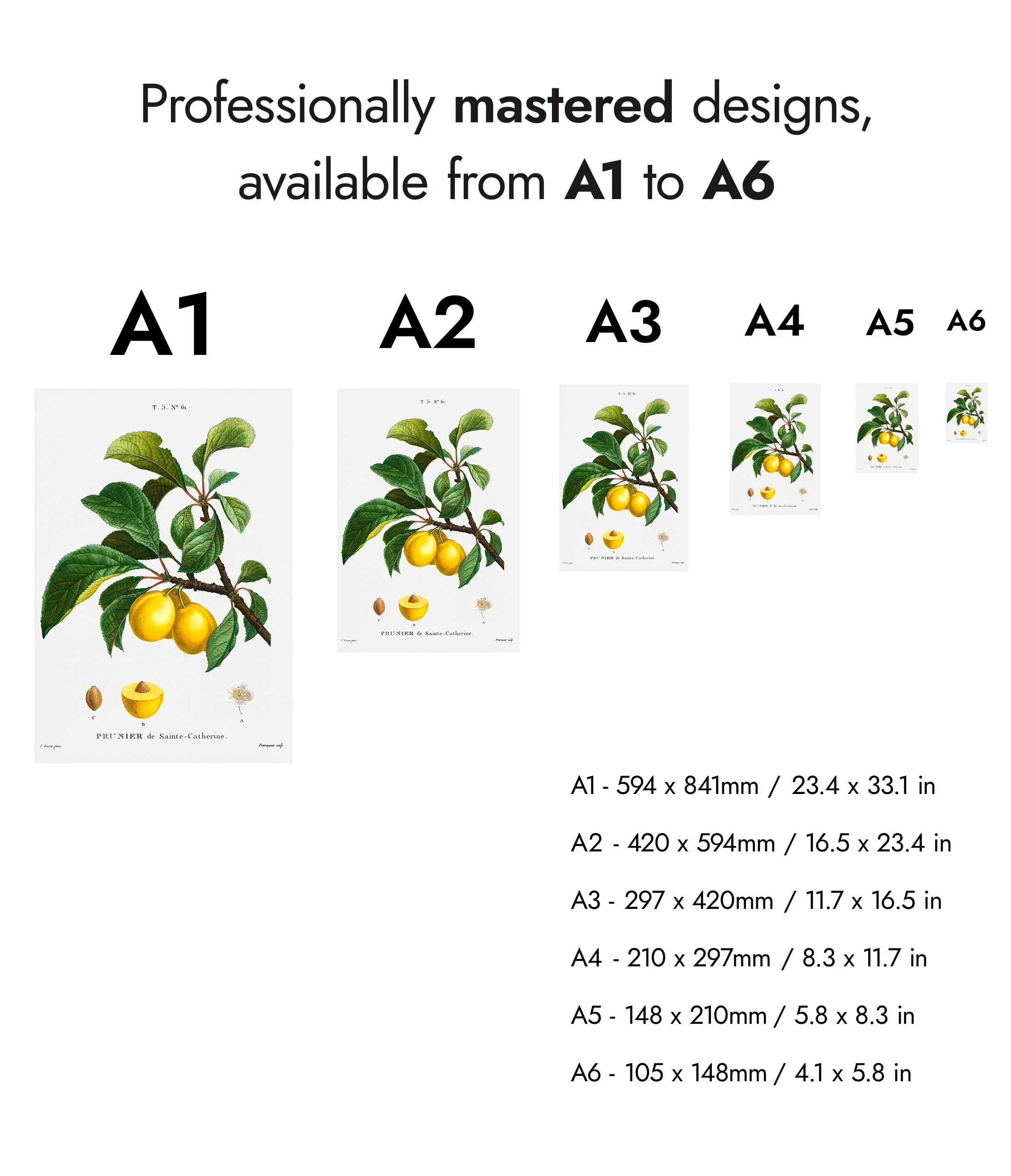 Yellow Plum - Image 8