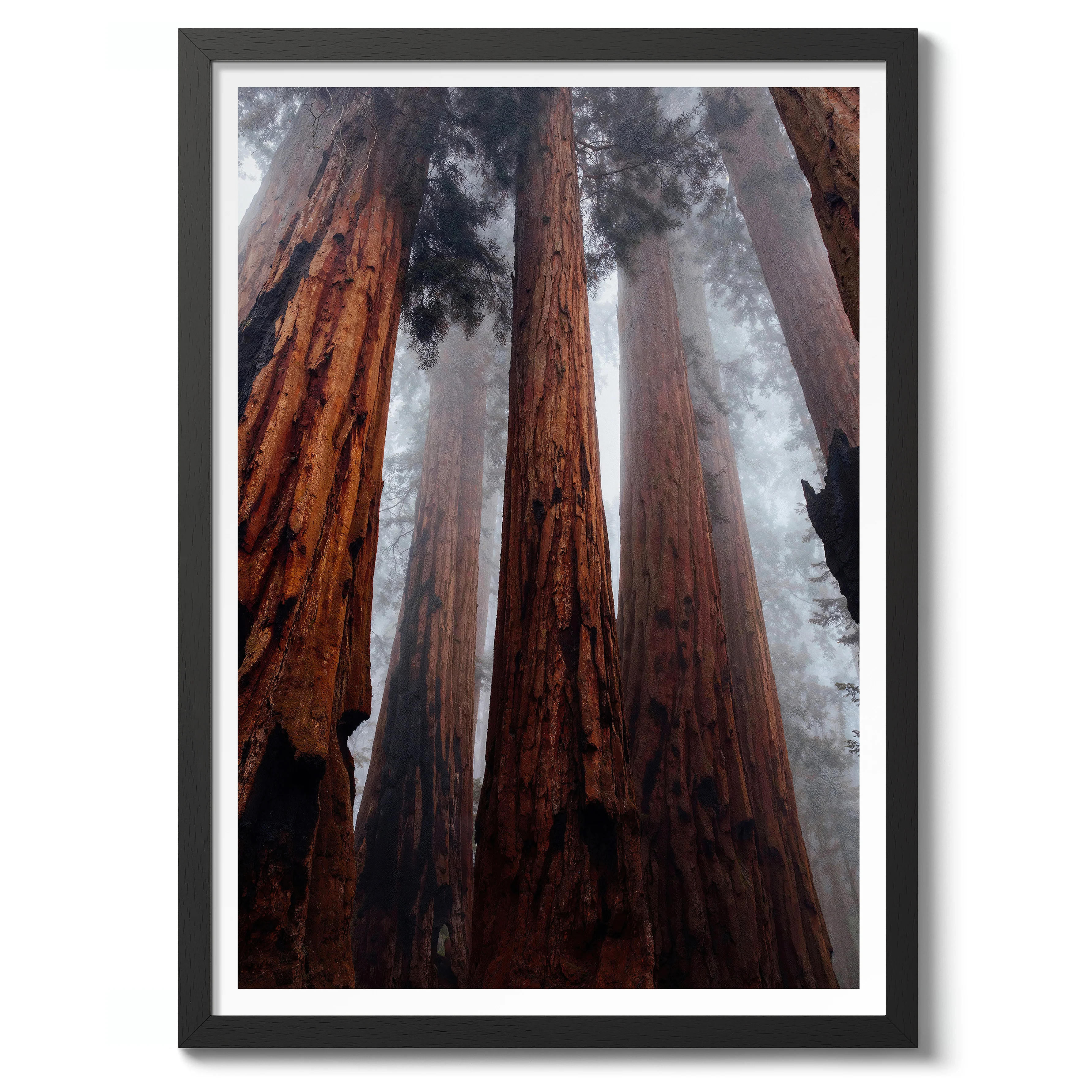 Yosemite Forest - Image 2