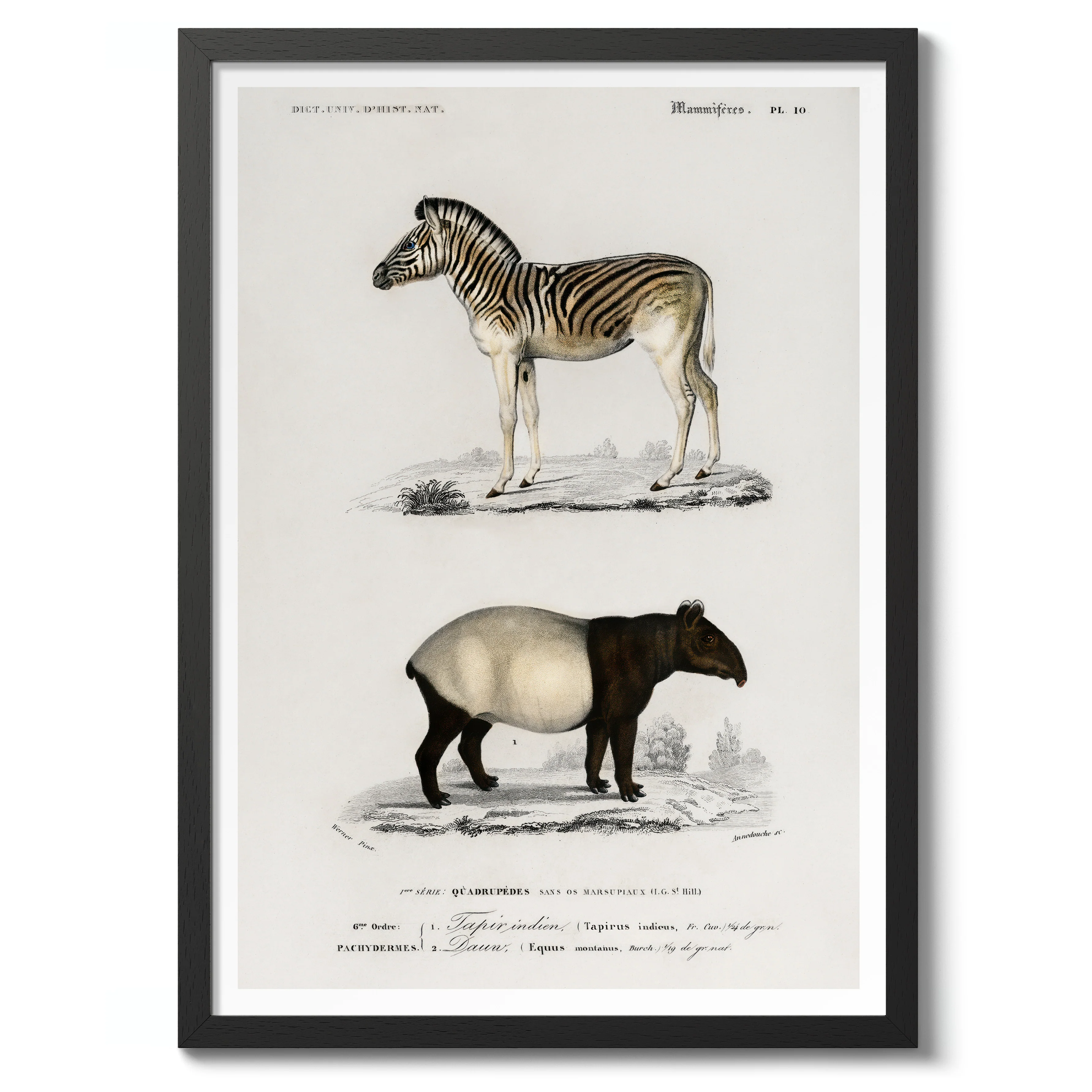Zebra & Tapir - Image 2